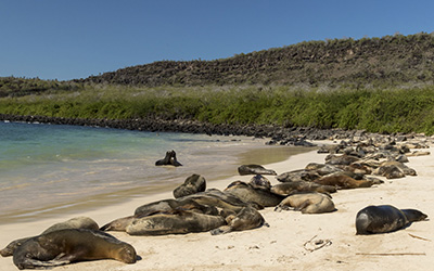 Galapagos Sea Lions