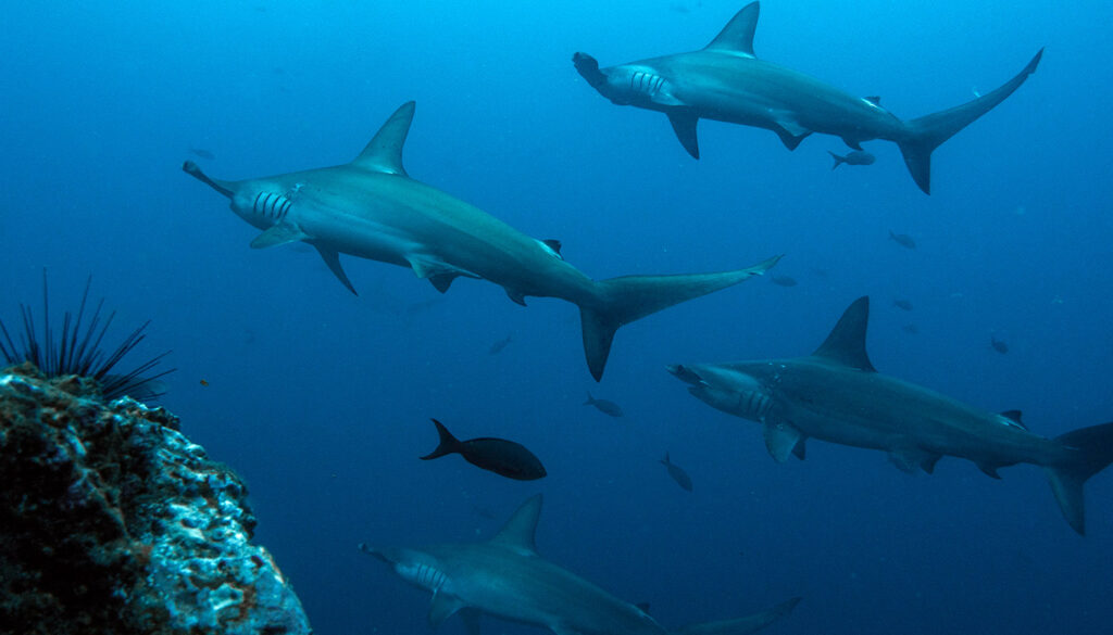Scuba Diving Galapagos