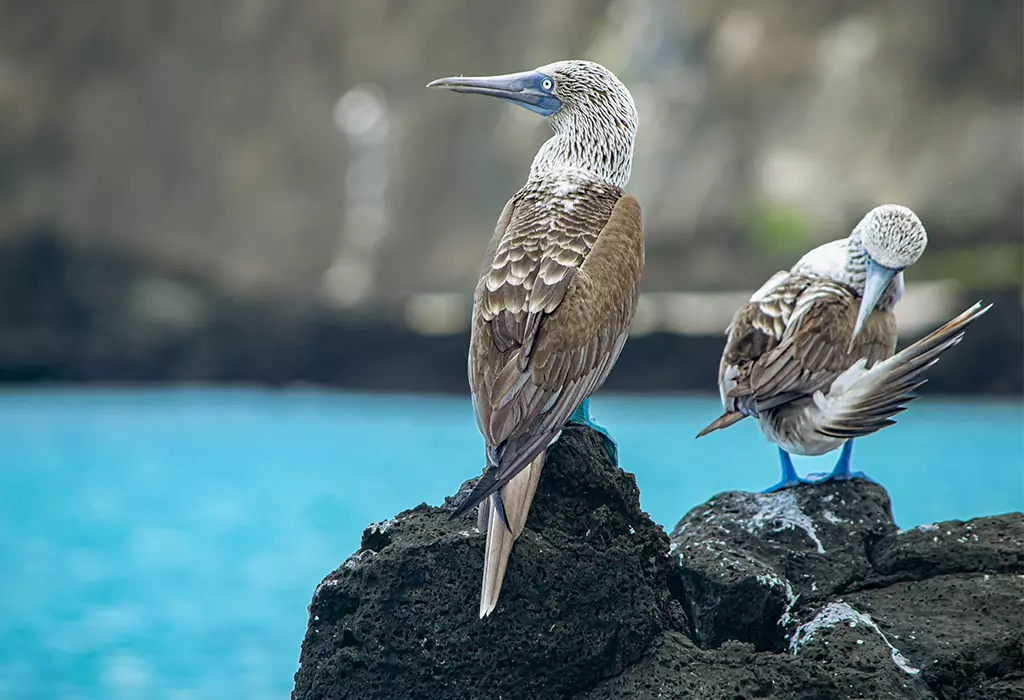 galapagos-wildlife-blue-footed-bobby-gal-01