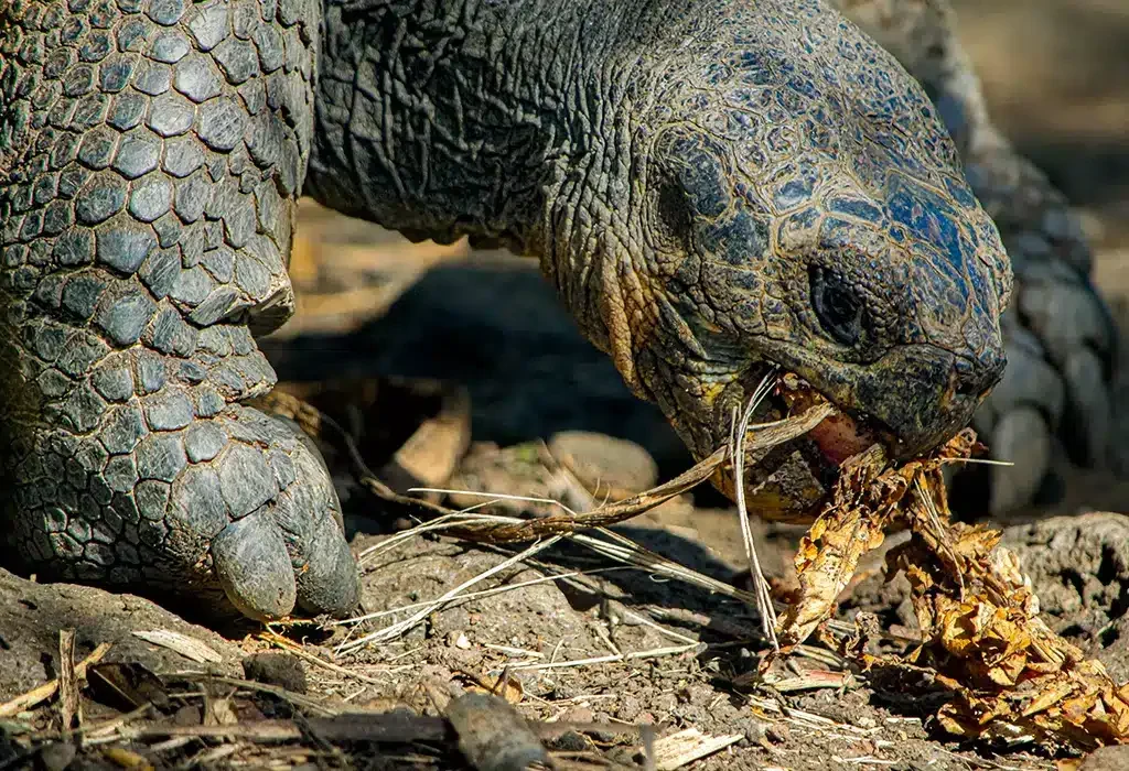 galapagos-wildlife-giant-tortoise-gal-13