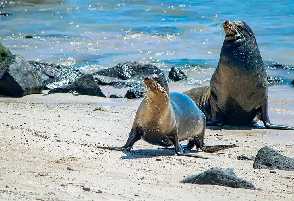 galapagos-wildlife-sea-lion-gal-06