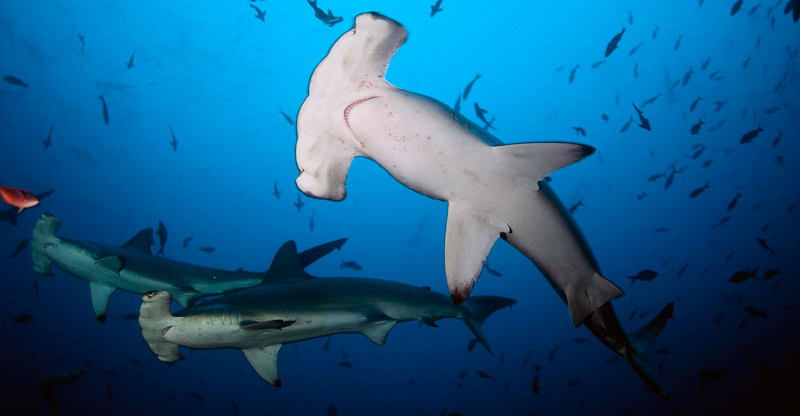 hammerhead sharks
