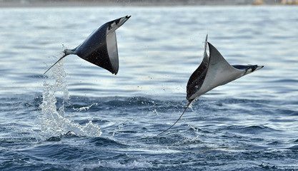 Mobula Rays Stock Adobe 1