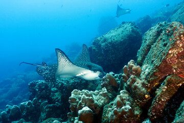 Spotted Eagle Ray Stock Adobe 1