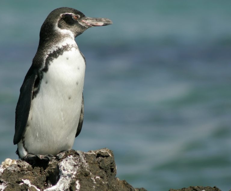 Spheniscus mendiculus Sundevall, 1871 ()