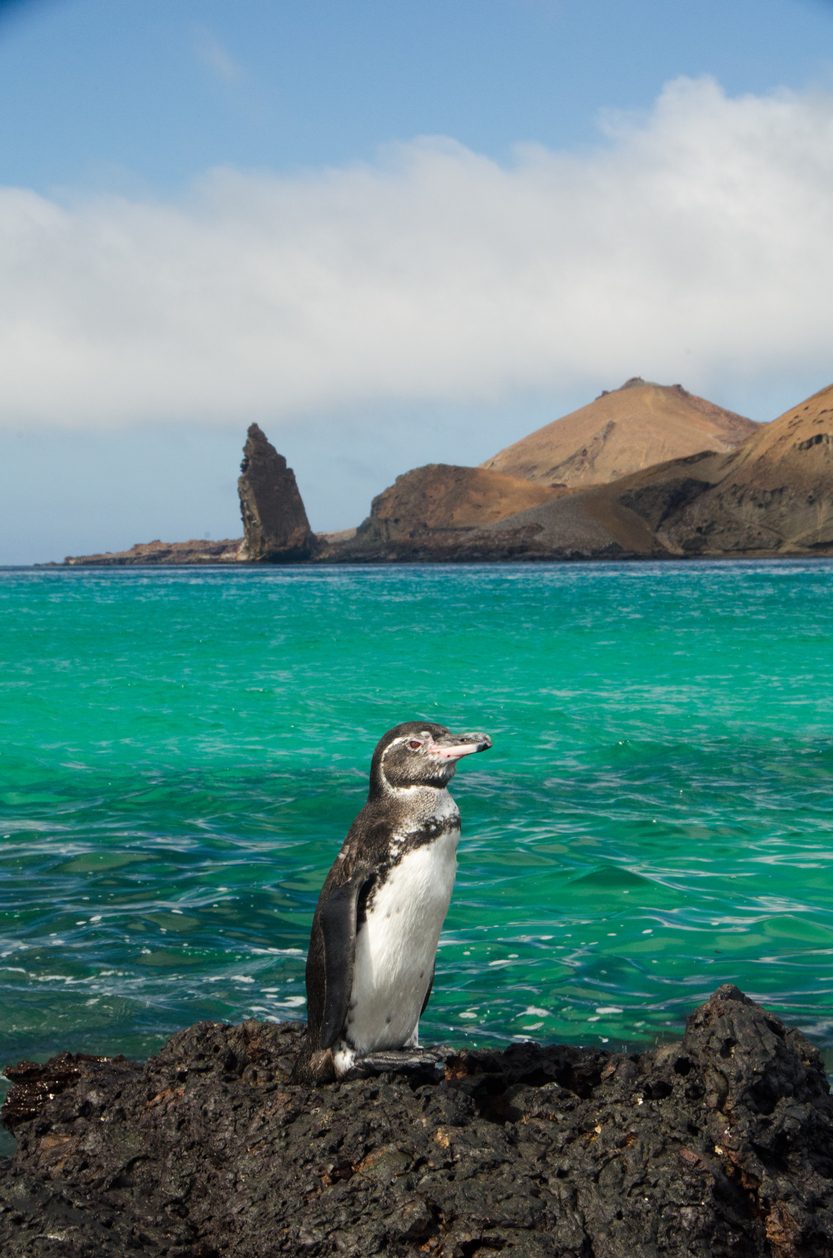 Galapagos Bartolome Penguin